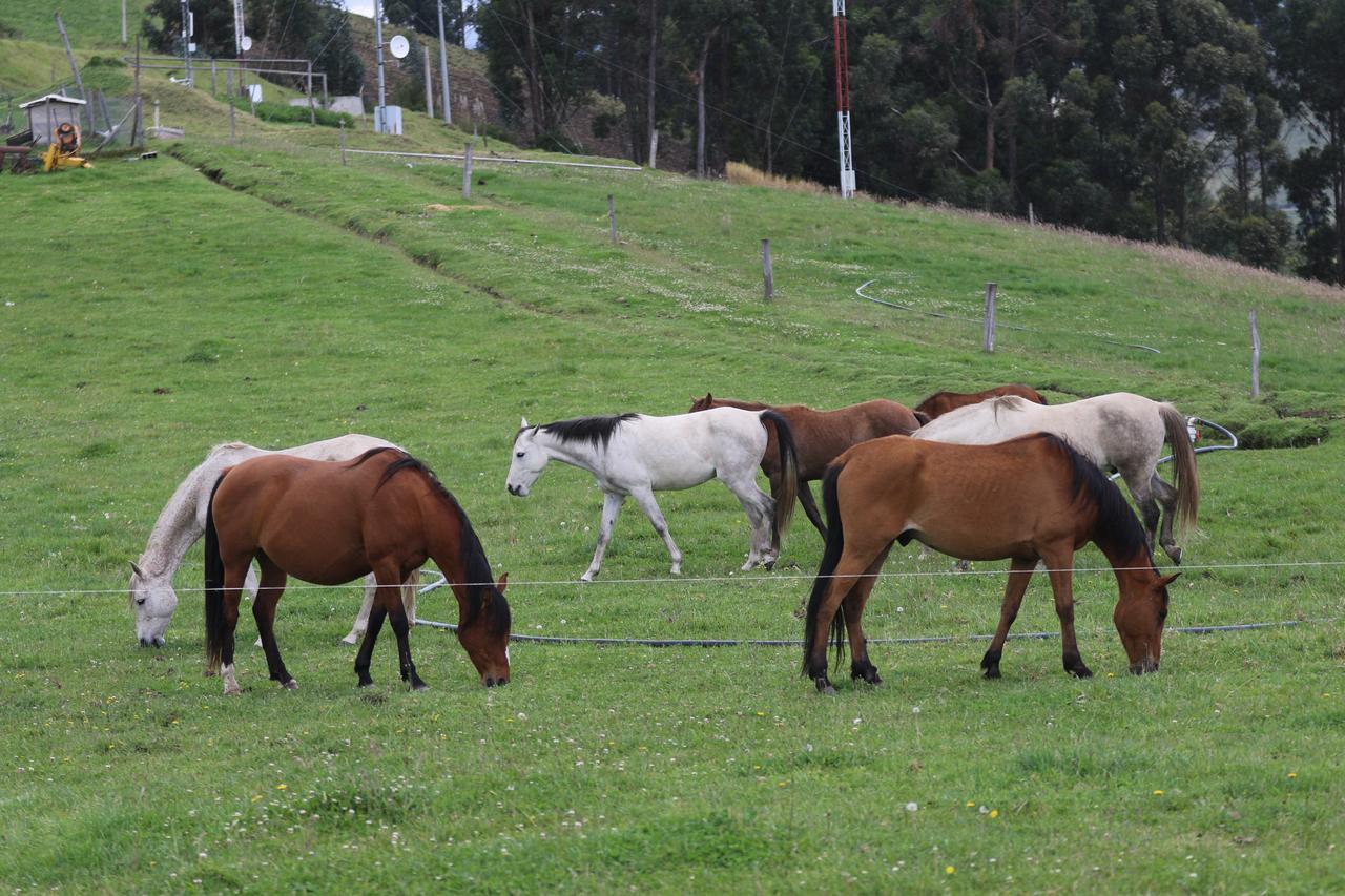 Hosteria Loma Larga Cayambe Exterior foto